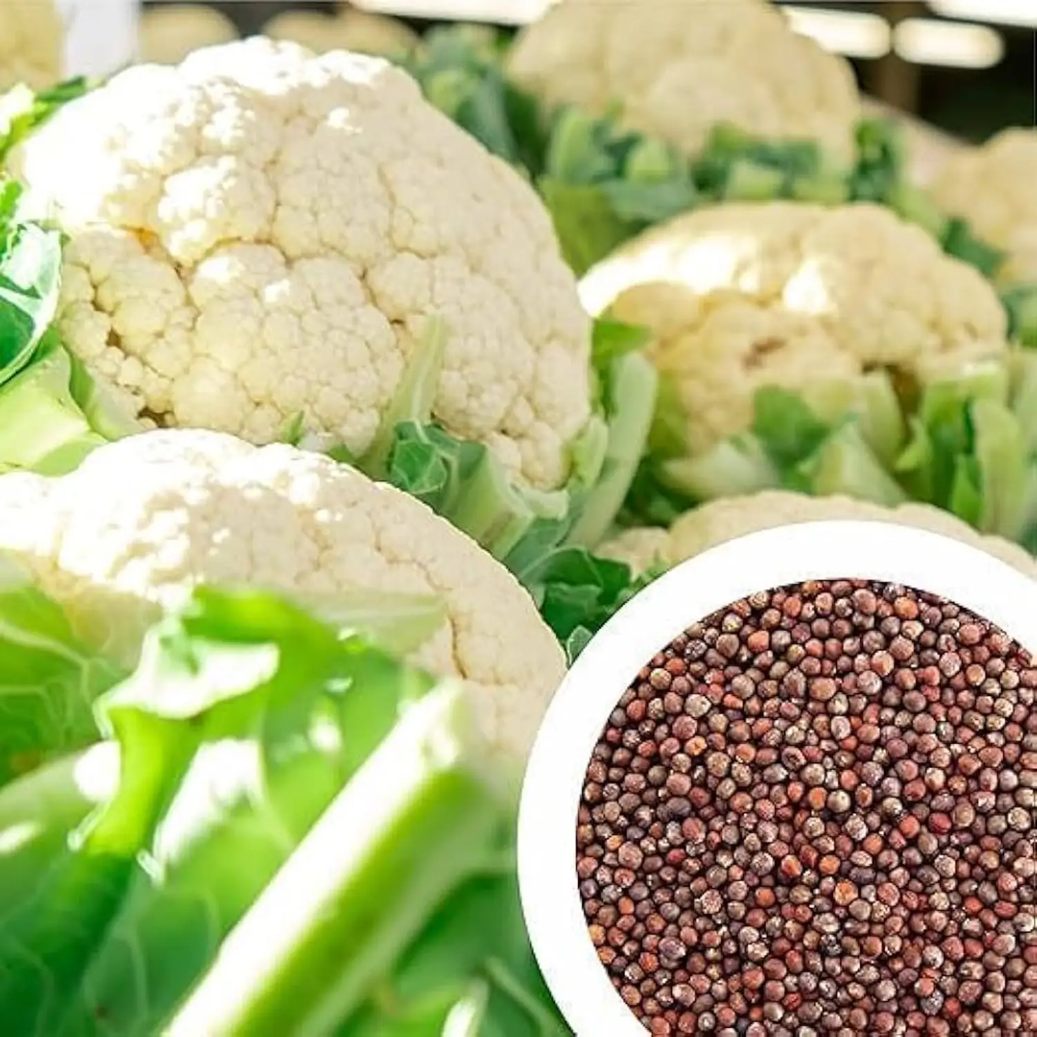 Cauliflower heads