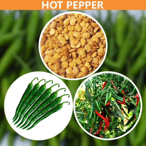 Green chilli peppers