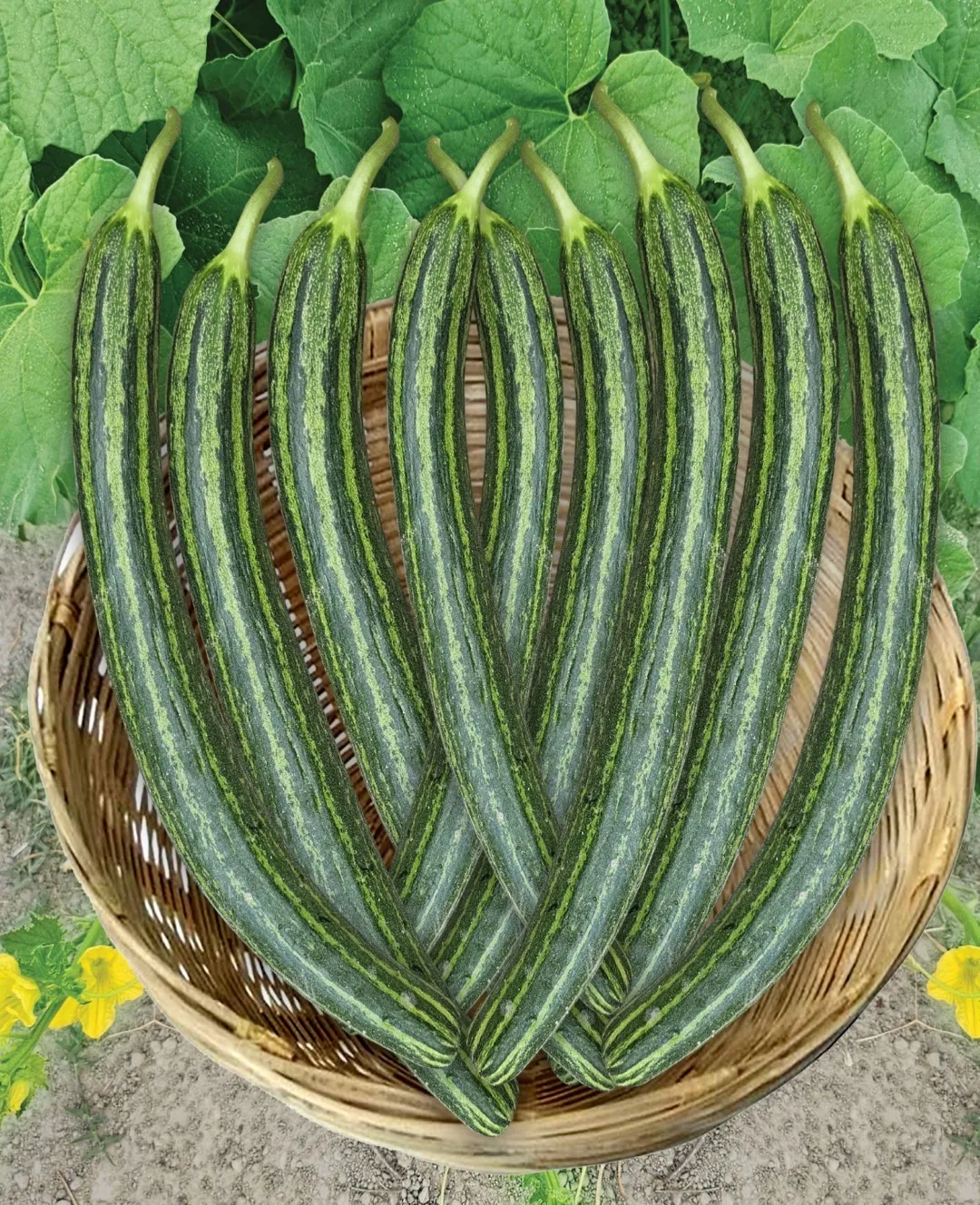 Fresh cucumbers