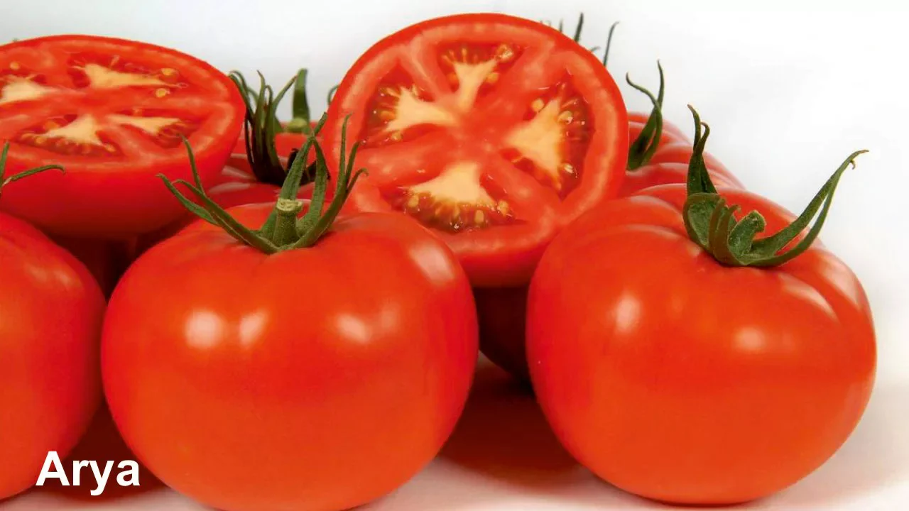 Fresh tomatoes